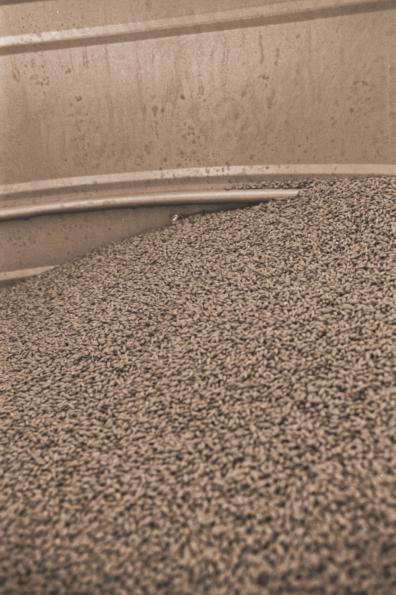 Image of lots of malted barley in a grain silo before being milled and turned into American Single Malt Whiskey